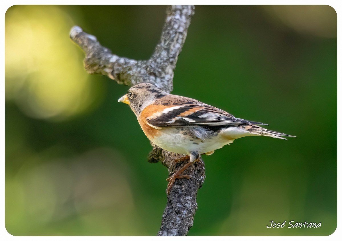 Brambling - ML646299815