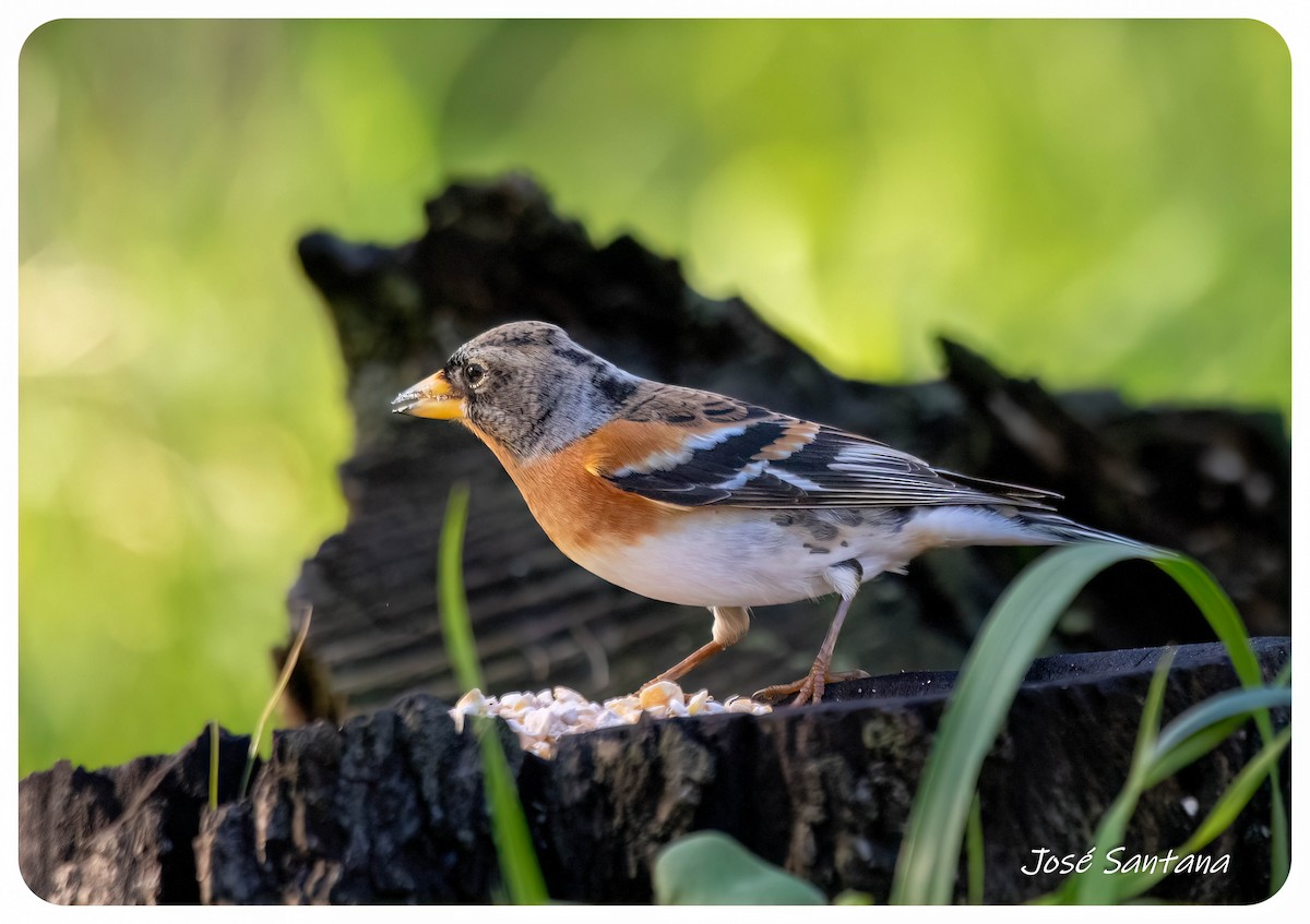 Brambling - ML646299816