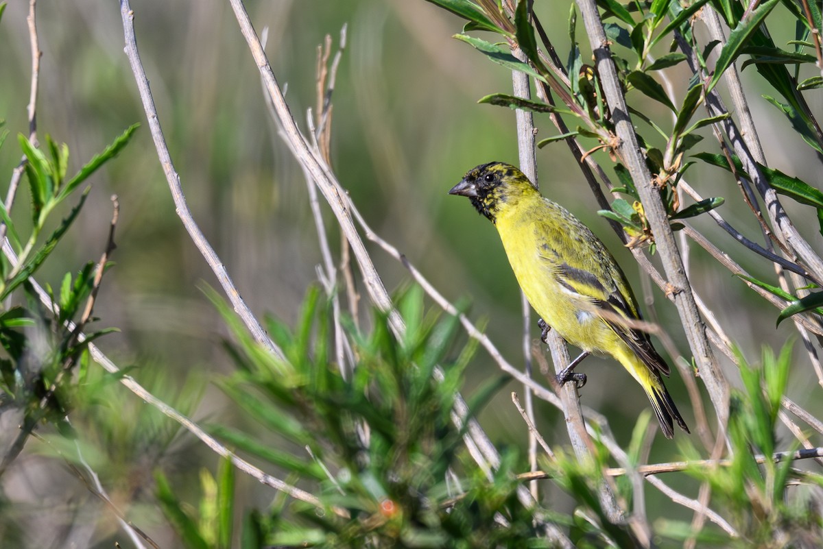 Hooded Siskin - ML646299817