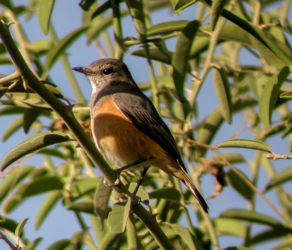 Little Rock-Thrush - ML646299818