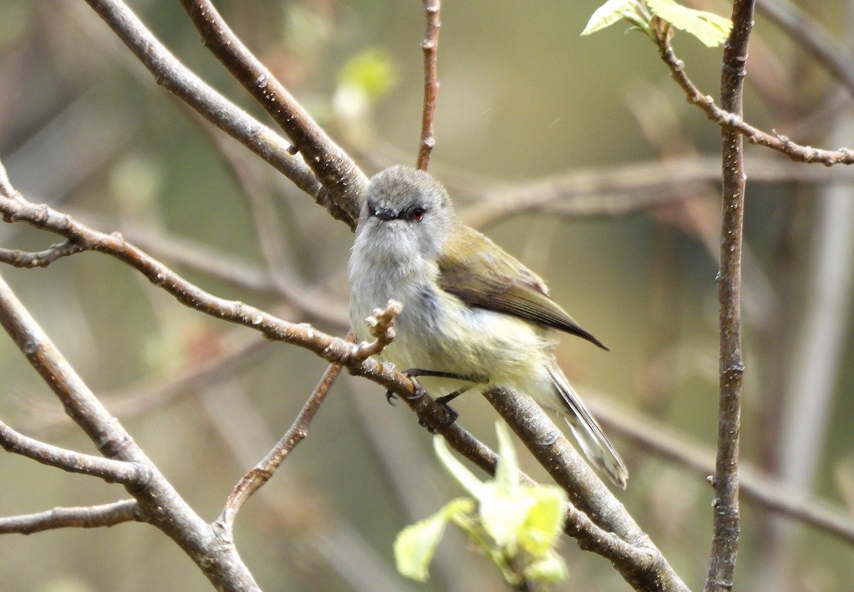 ニュージーランドセンニョムシクイ - ML646299819