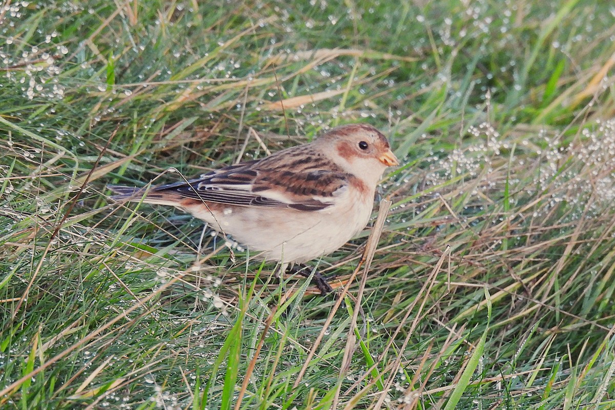 Snow Bunting - ML646299821