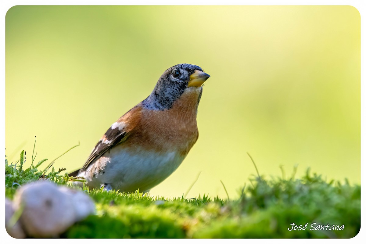 アトリ - ML646299823