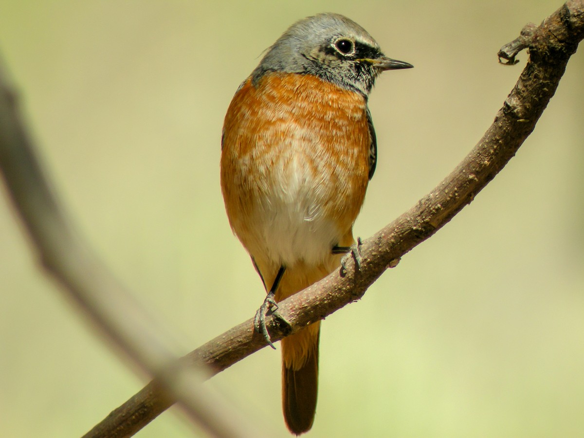 シロビタイジョウビタキ - ML646299824