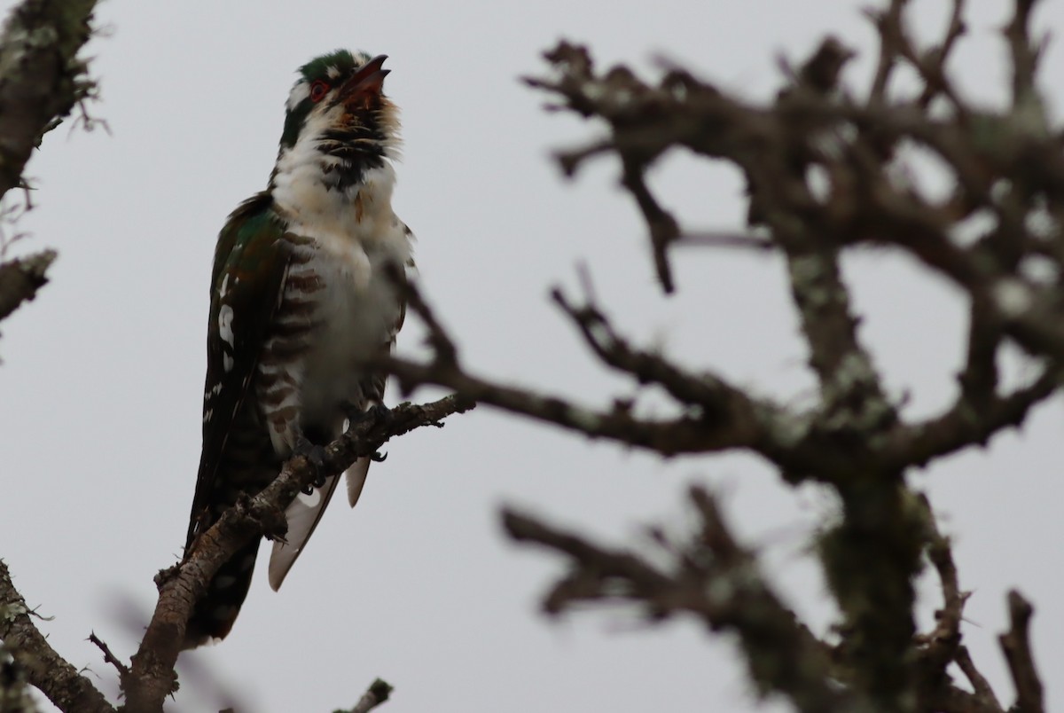 ブロンズミドリカッコウ - ML646299825