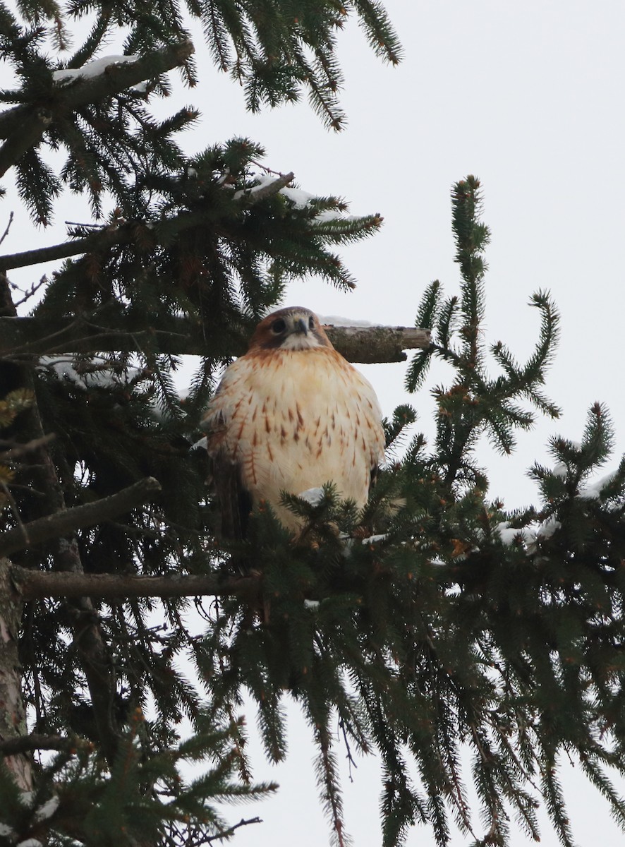 アカオノスリ - ML646299826