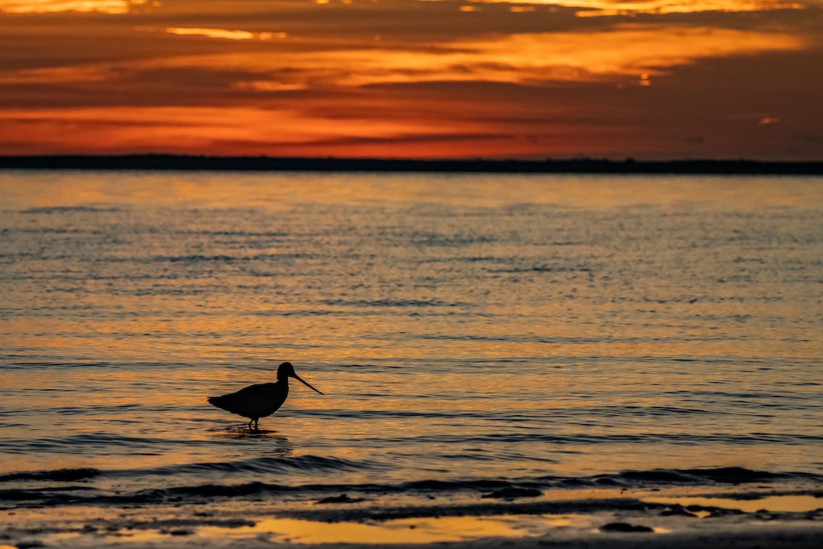 アメリカオオソリハシシギ - ML646299827