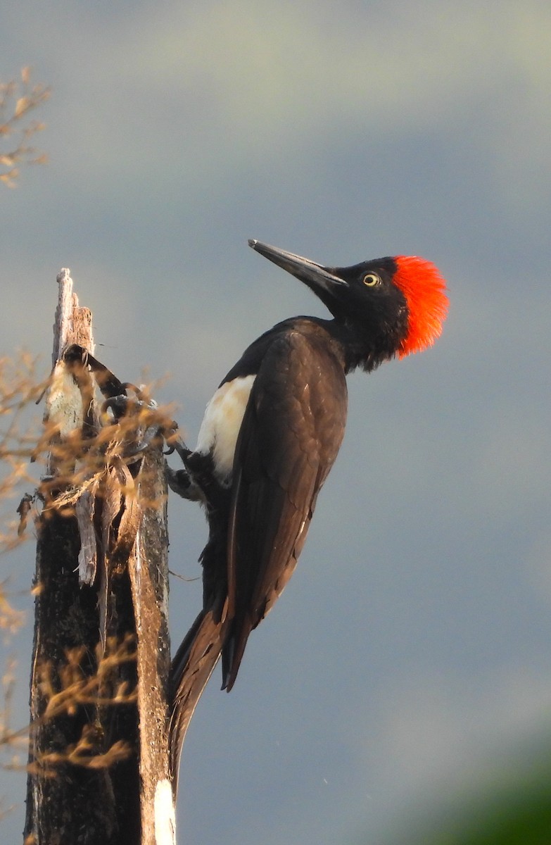 White-bellied Woodpecker - ML646299828