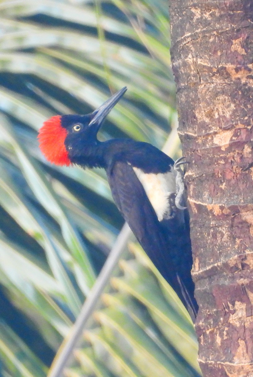 White-bellied Woodpecker - ML646299829
