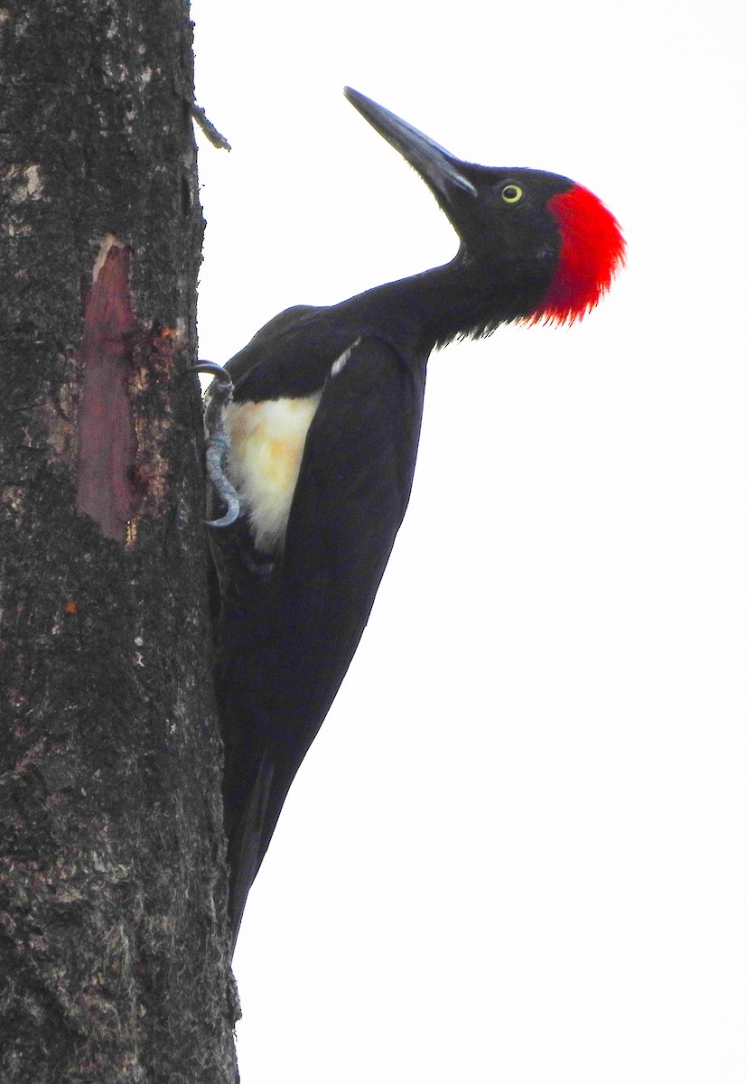White-bellied Woodpecker - ML646299830