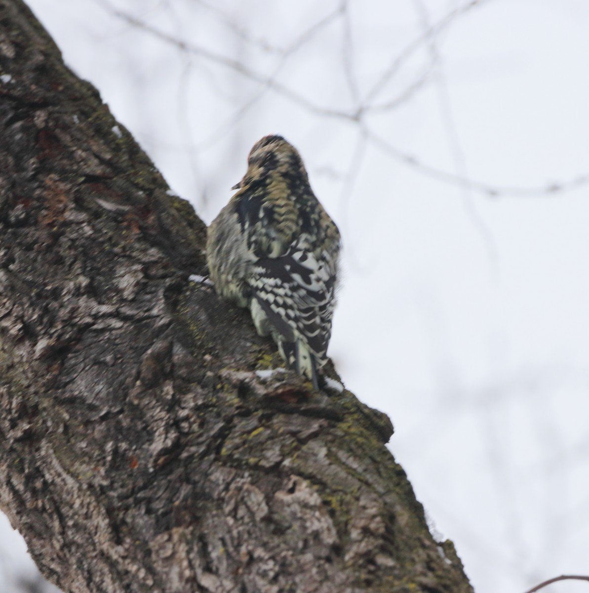 Yellow-bellied Sapsucker - ML646299831