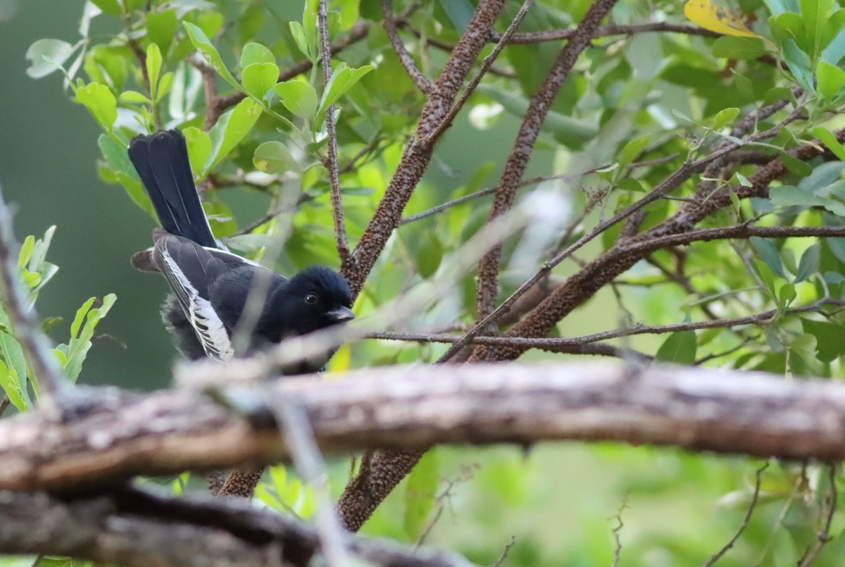 ミナミクロガラ - ML646299833