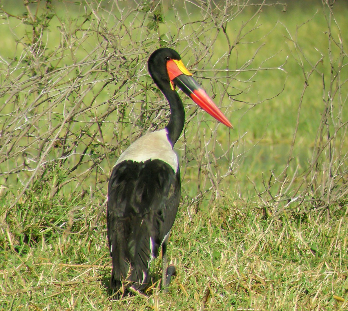 クラハシコウ - ML646299836