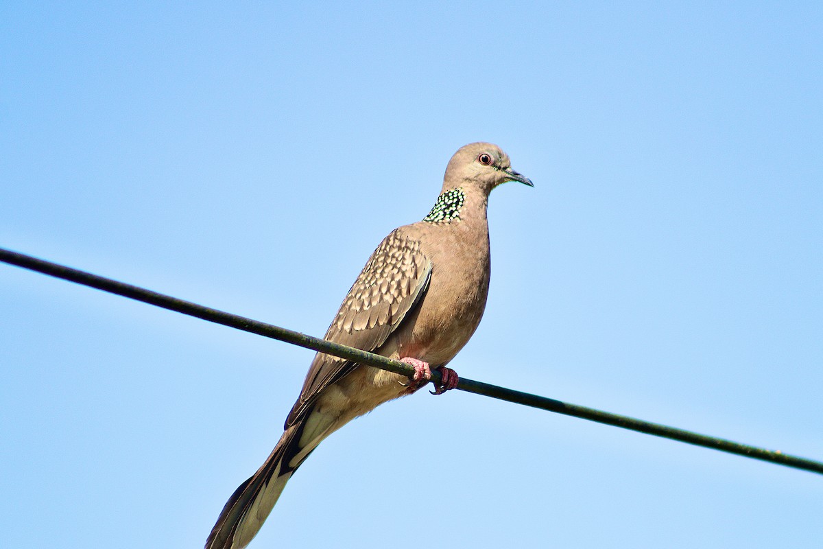 カノコバト - ML646299837