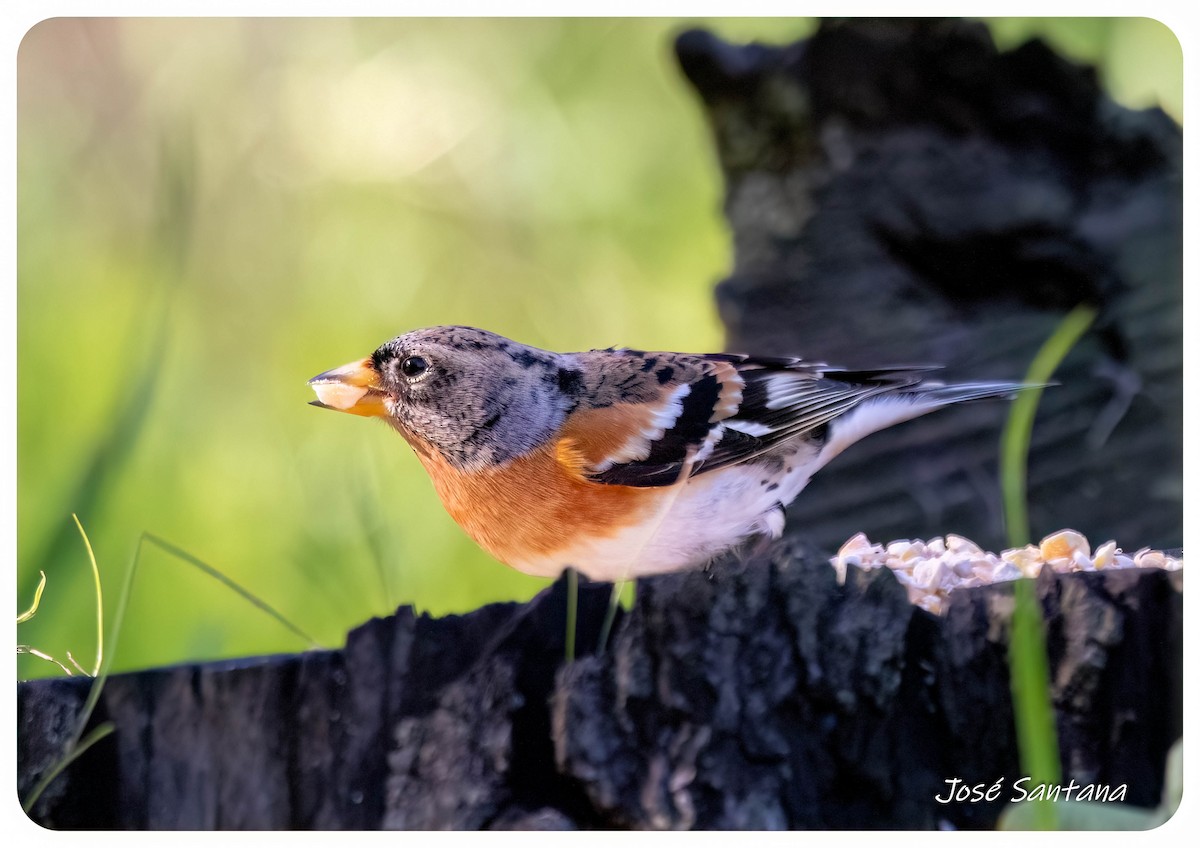 アトリ - ML646299839