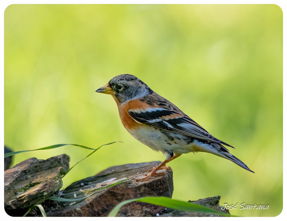 アトリ - ML646299840