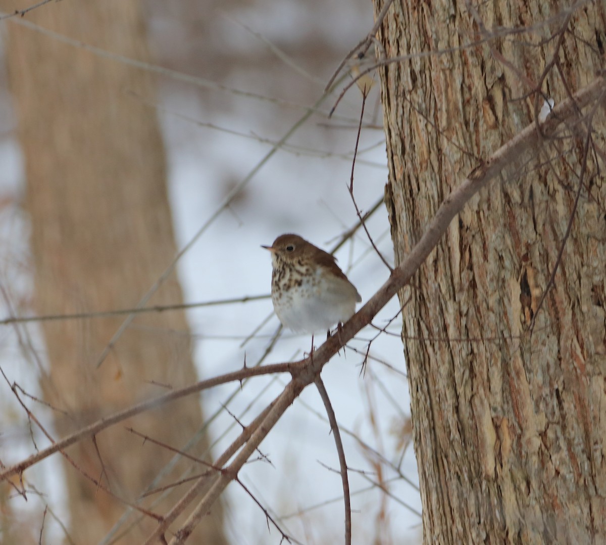 Hermit Thrush - ML646299841