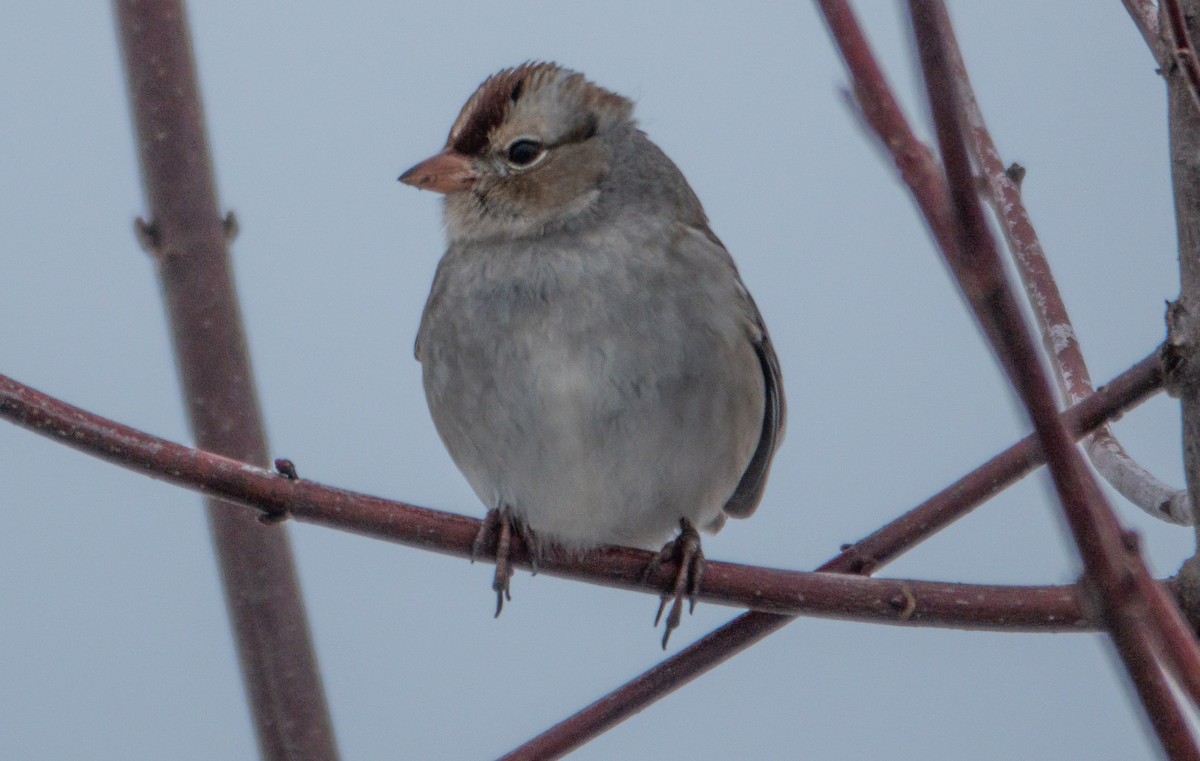 ミヤマシトド - ML646299844