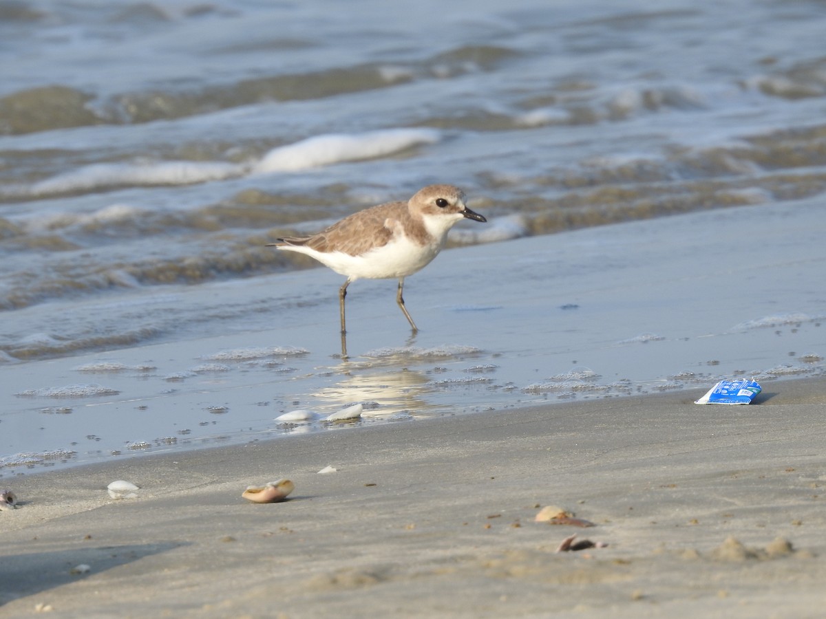 オオメダイチドリ - ML646299845