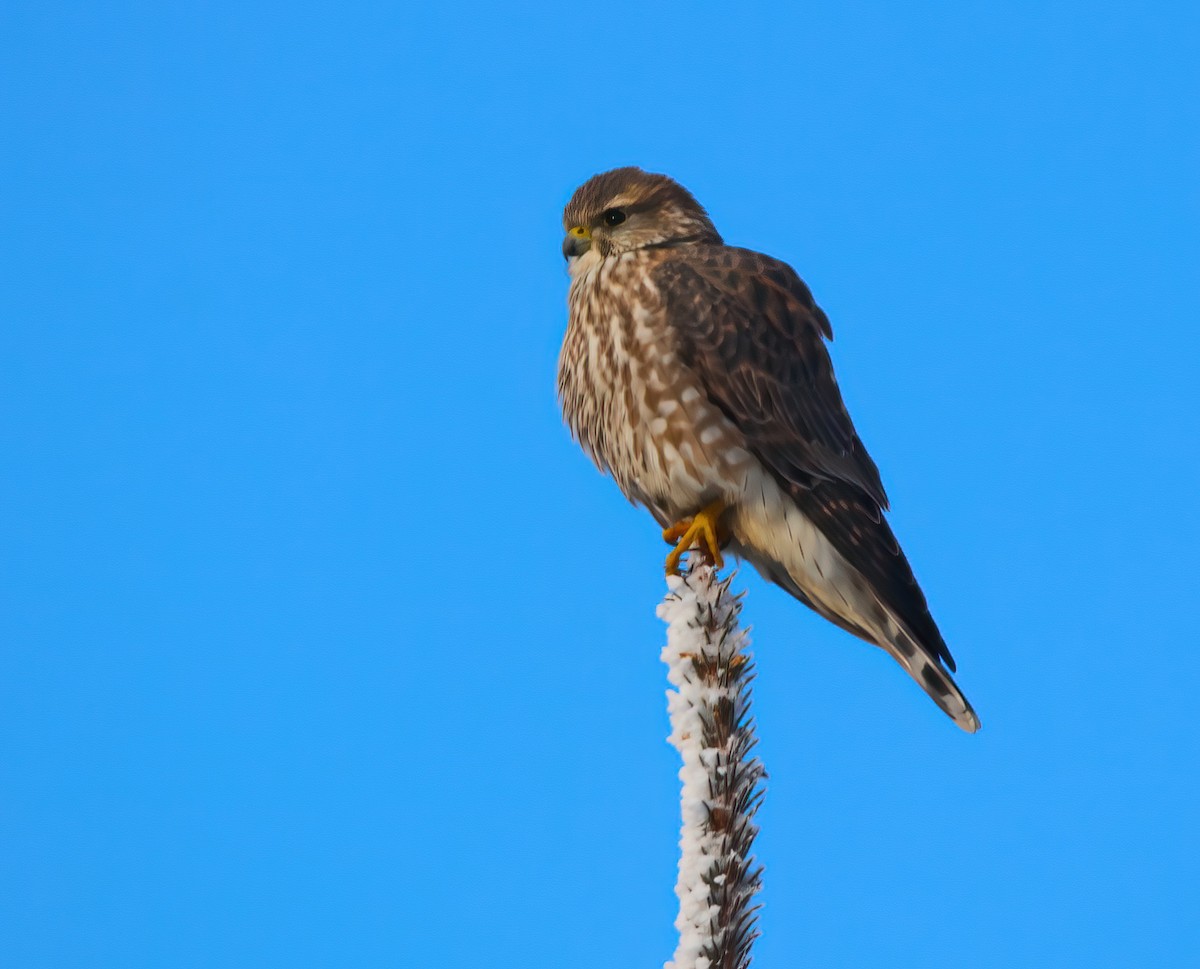 コチョウゲンボウ - ML646299846
