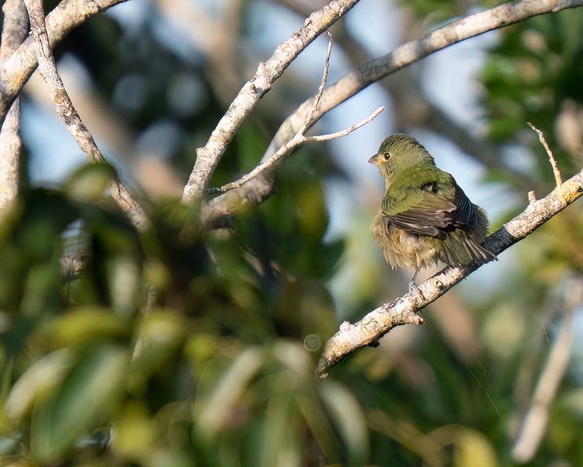 ゴシキノジコ - ML646299849