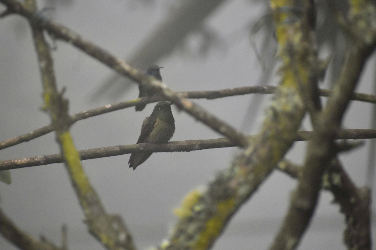 フチオハチドリ - ML646299850