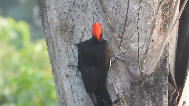 White-bellied Woodpecker - ML646299851