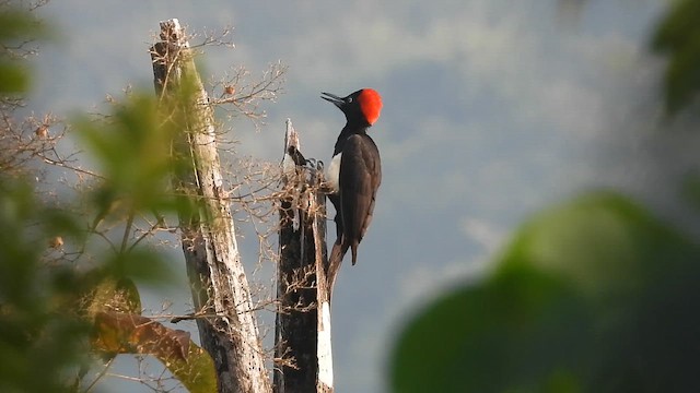 White-bellied Woodpecker - ML646299852