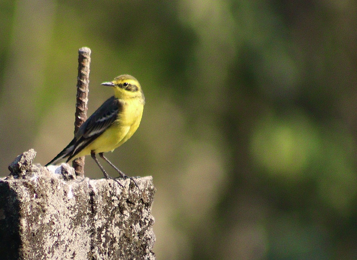 キガシラセキレイ - ML646299855