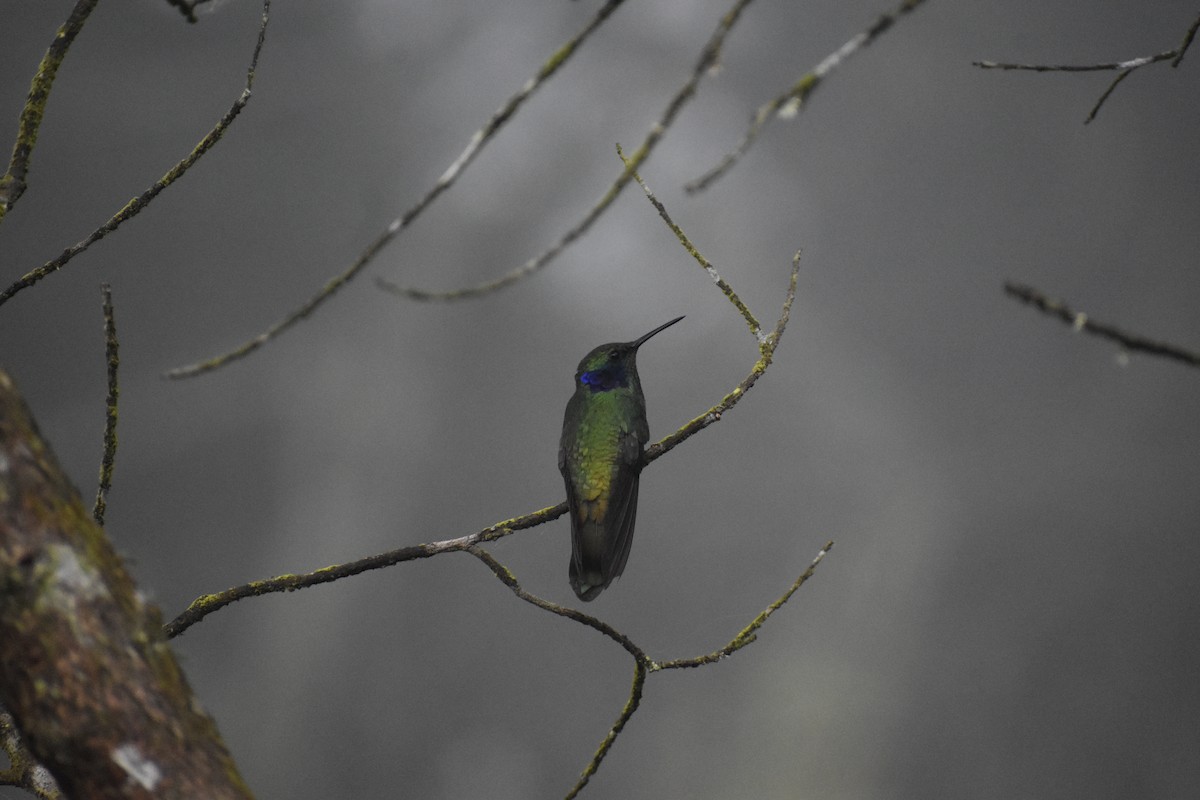 ヒメミドリハチドリ - ML646299857