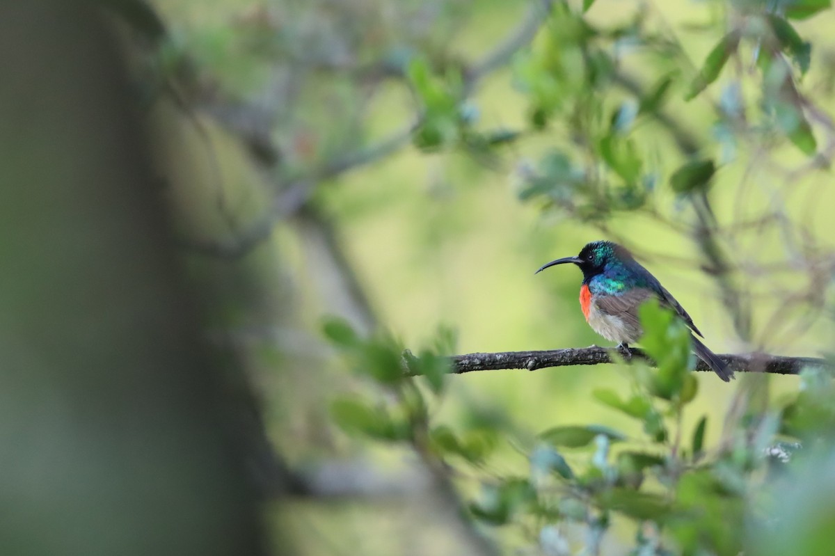 オオゴシキタイヨウチョウ - ML646299858