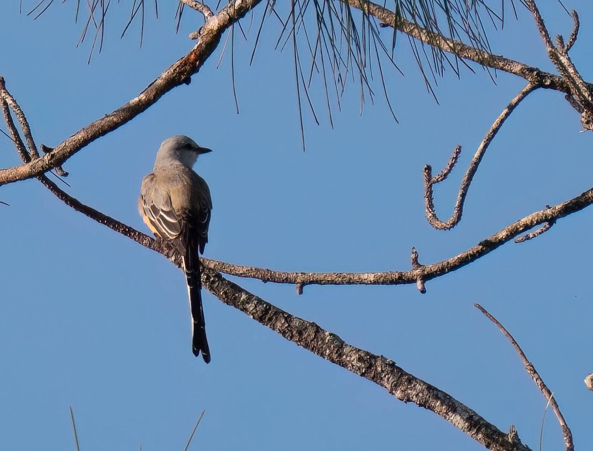 エンビタイランチョウ - ML646299859