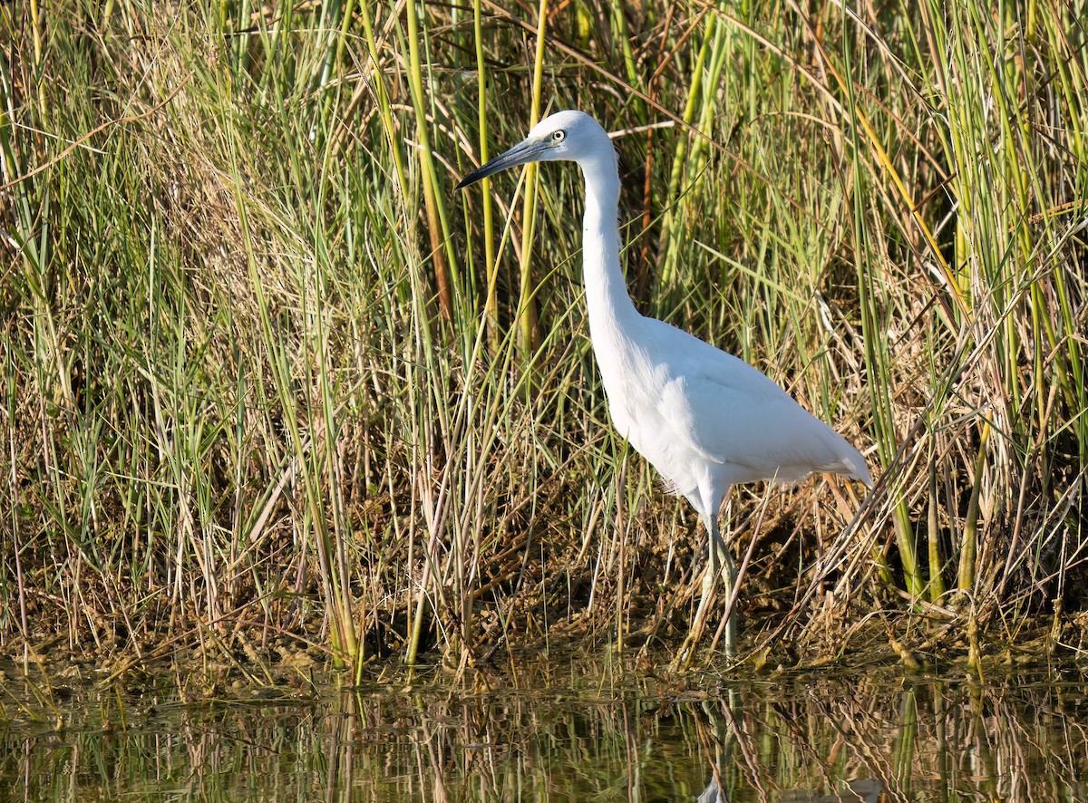 ヒメアカクロサギ - ML646299860