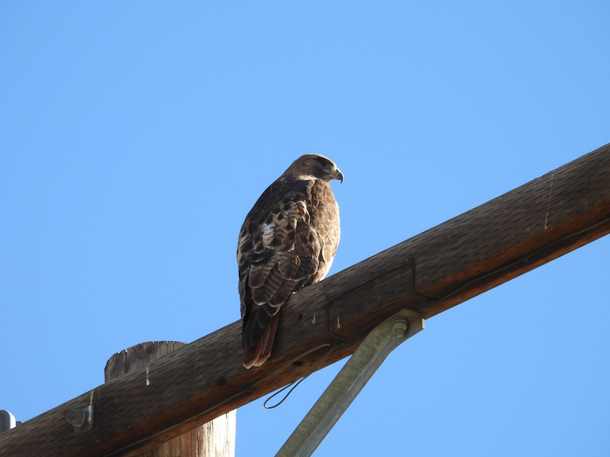 アカオノスリ - ML646299864