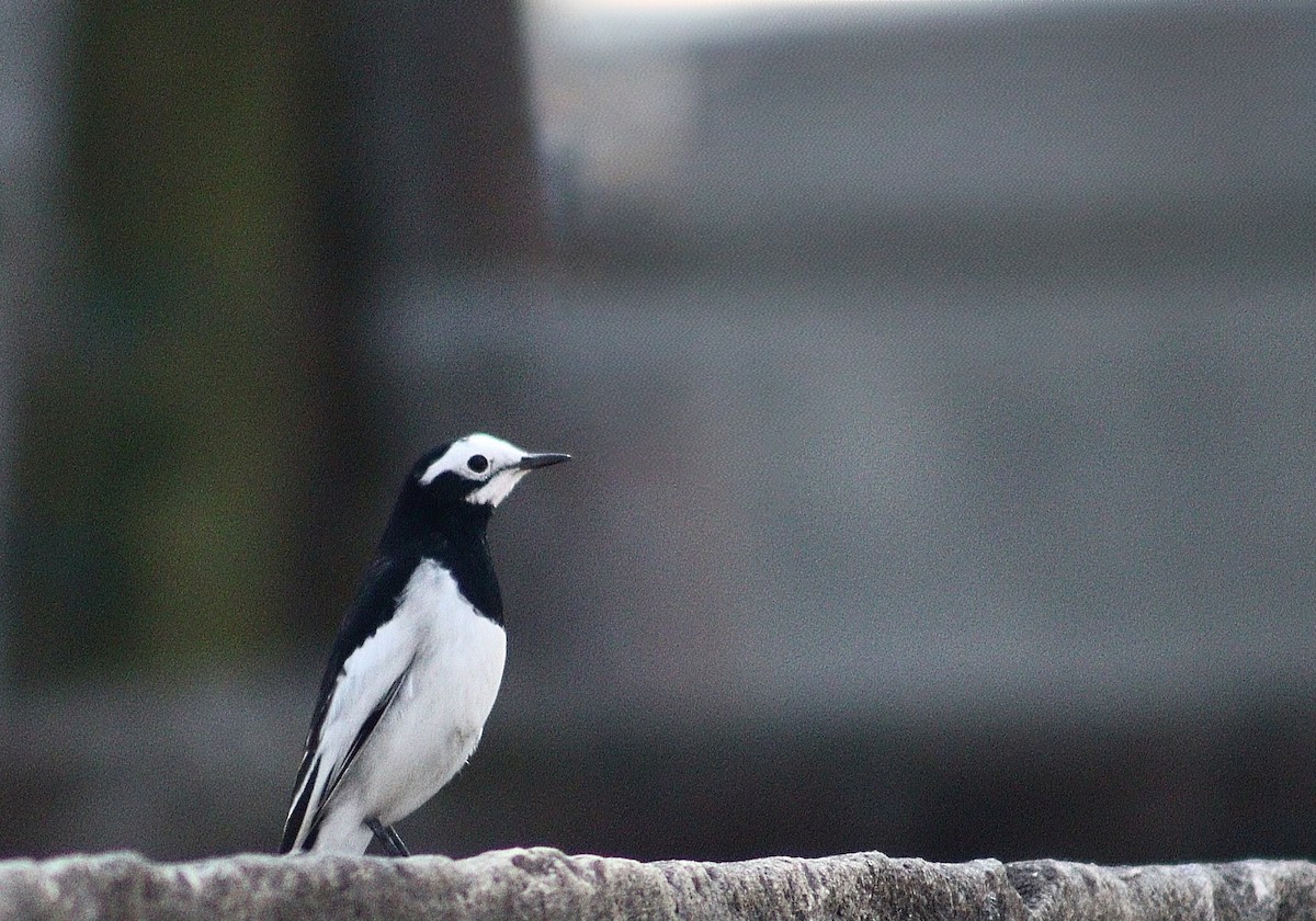 White Wagtail - ML646299872