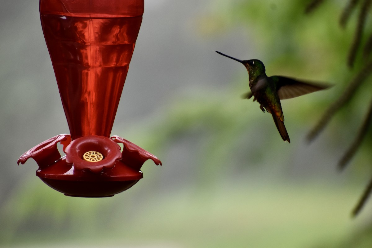 gyllenbukinka - ML646299899