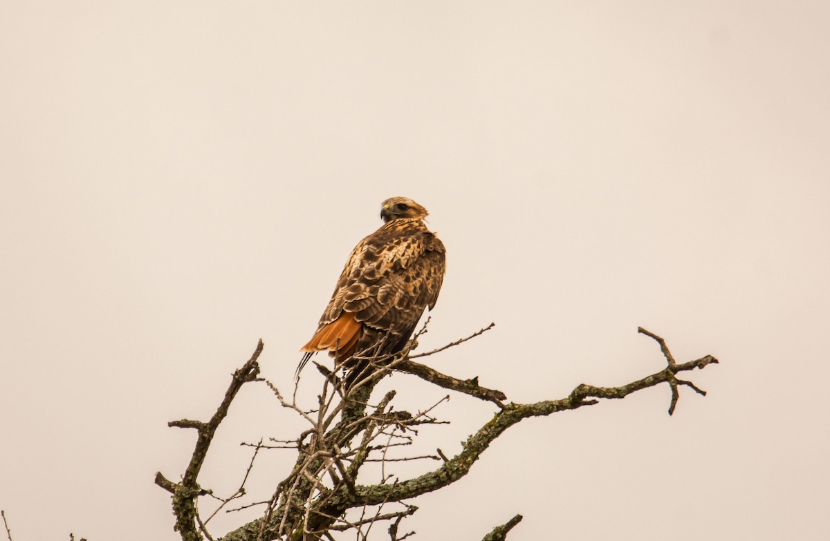 rødstjertvåk - ML646299900