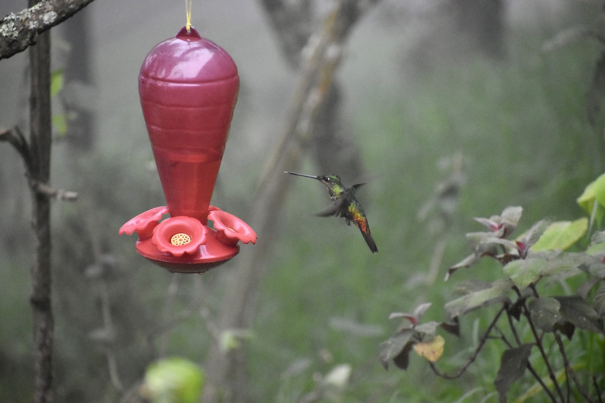Golden-bellied Starfrontlet - ML646299902
