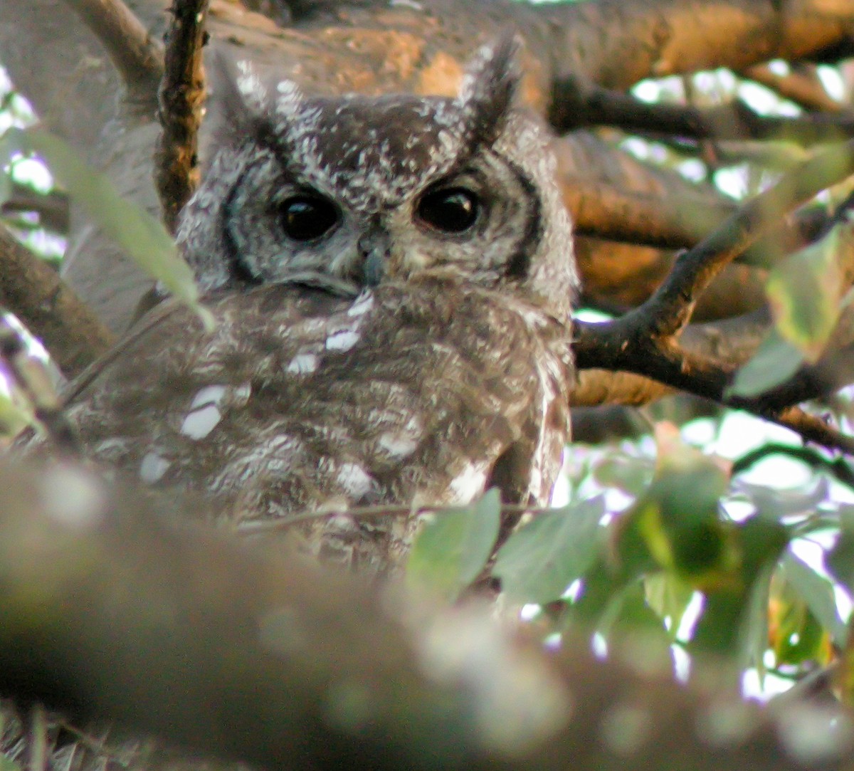 sahelhubro - ML646299907