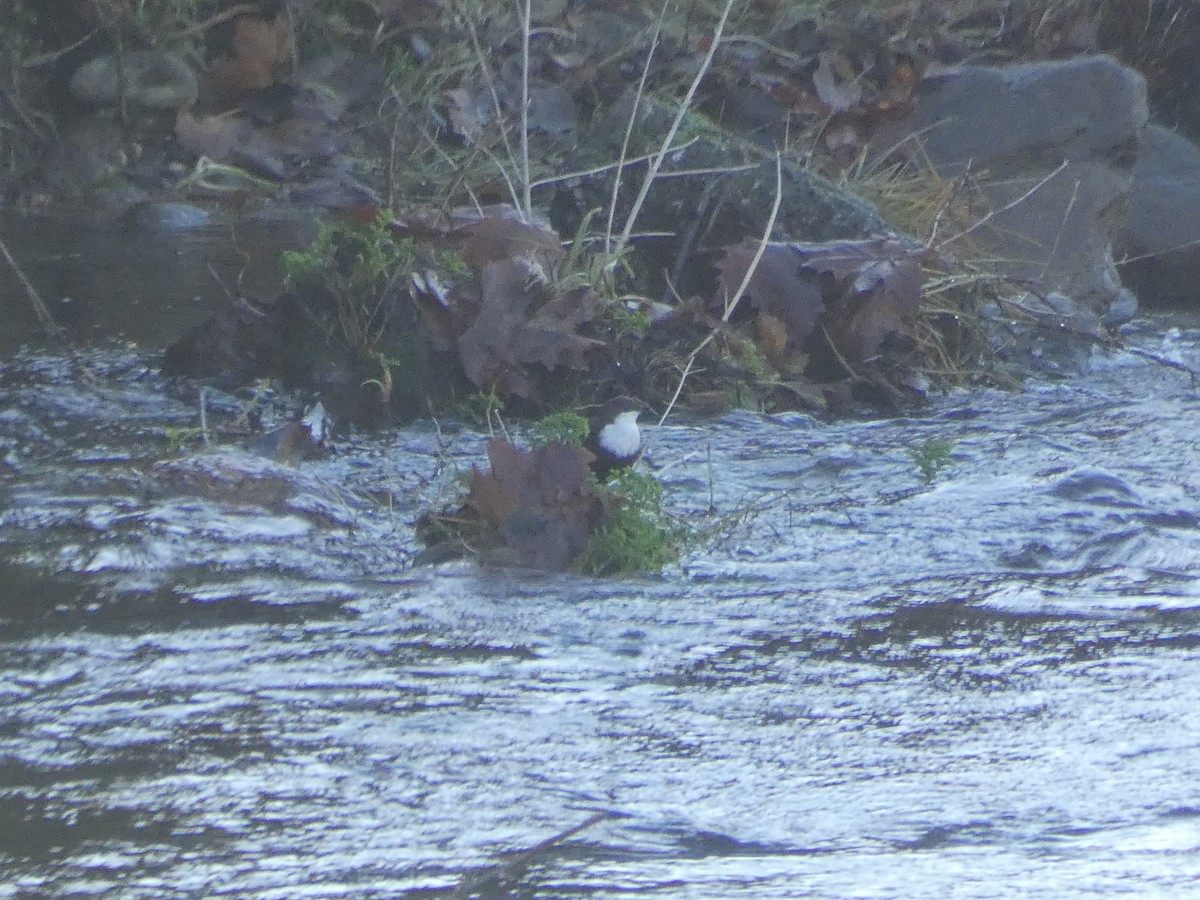 fossekall - ML646299910