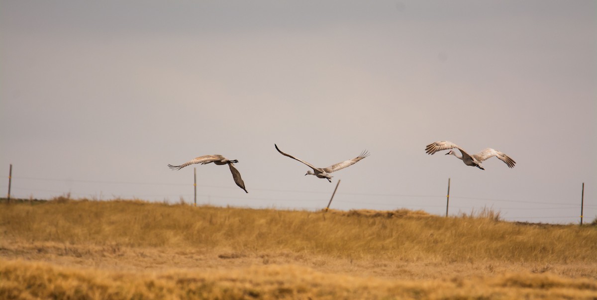 kanadatrane - ML646299911