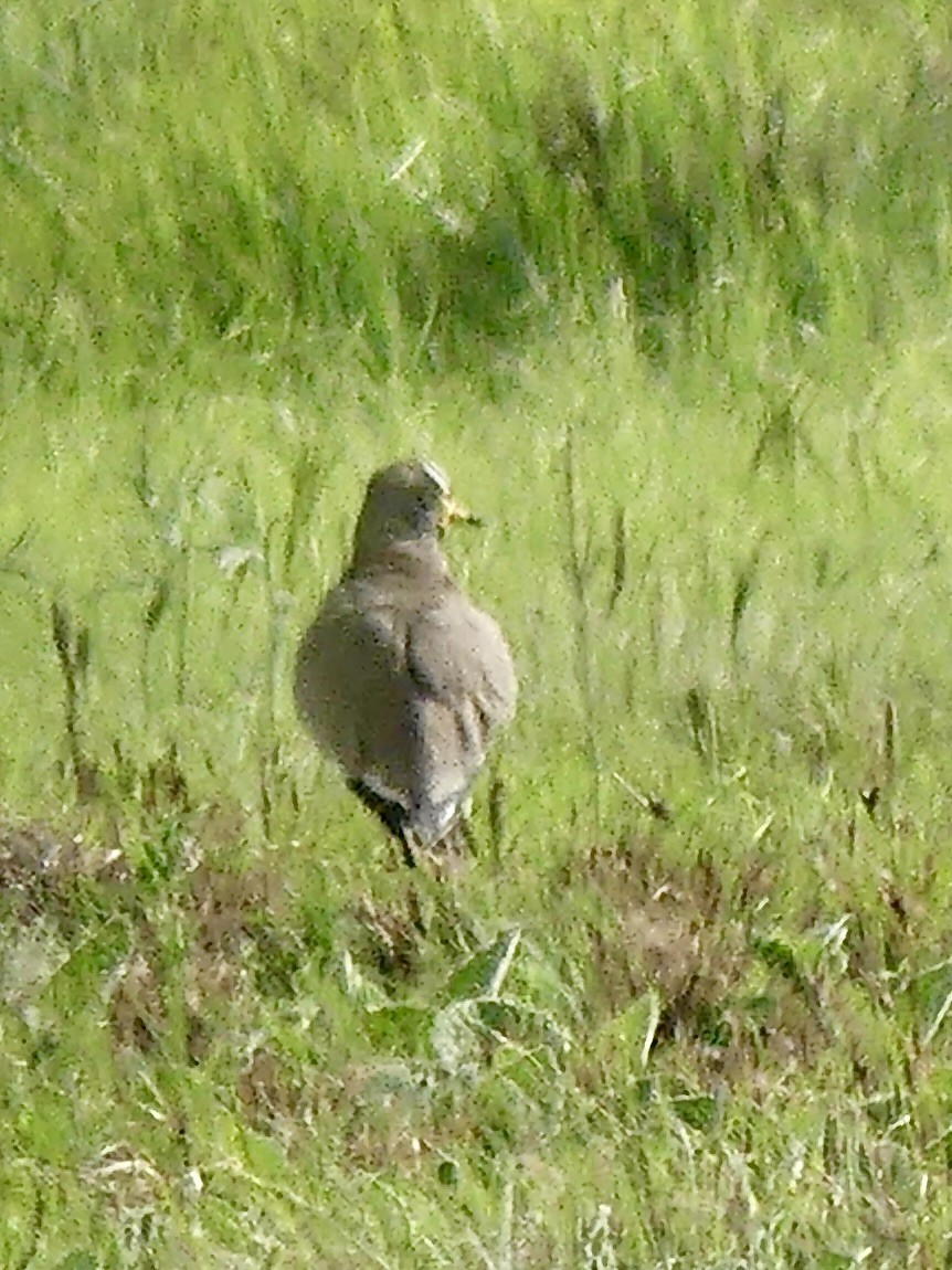 stripehodevipe - ML646299912