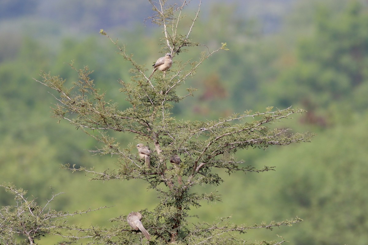 Large Gray Babbler - ML646299914