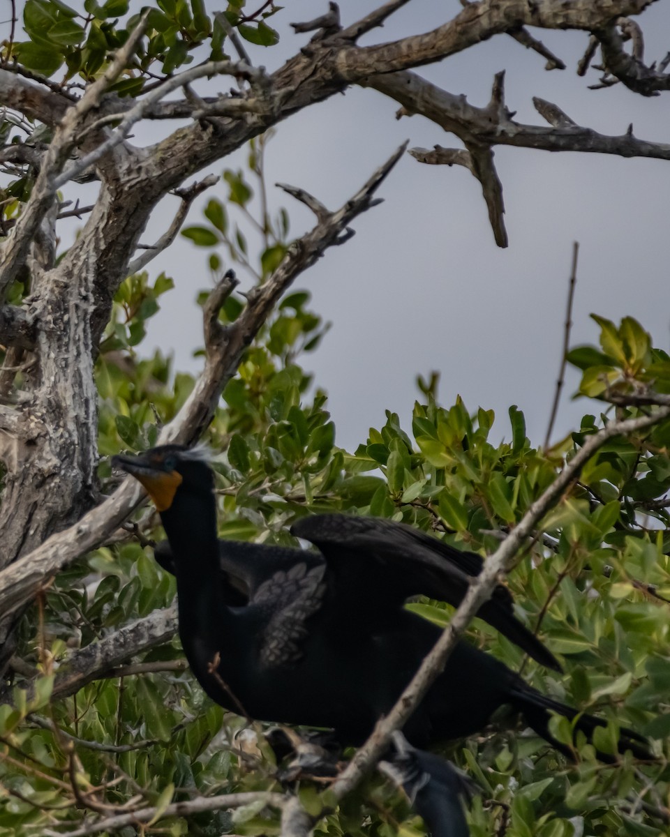 totoppskarv - ML646299915