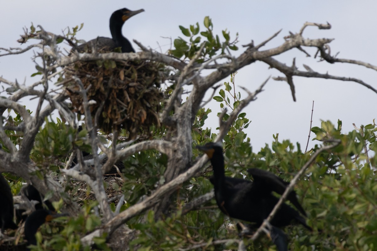 totoppskarv - ML646299916