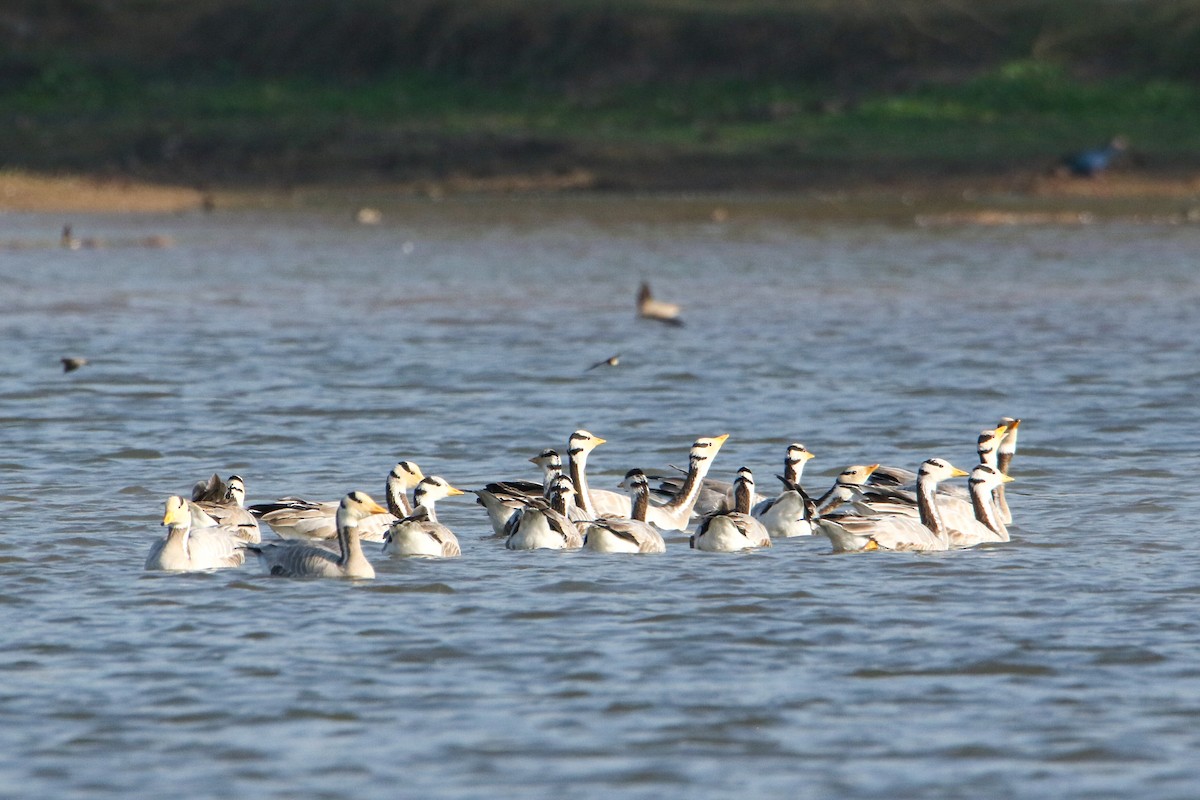 stripegås - ML646299917