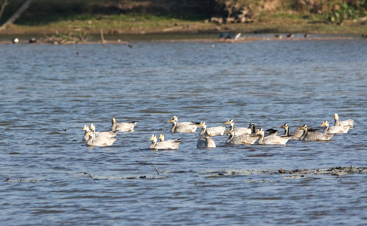 stripegås - ML646299918