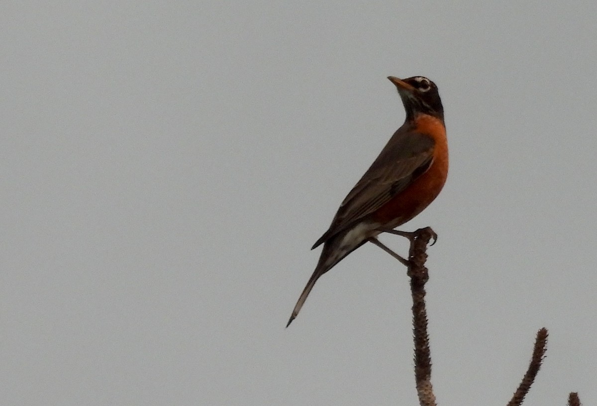 vandretrost - ML646299919