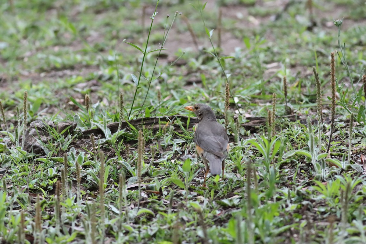 rødflanketrost - ML646299920