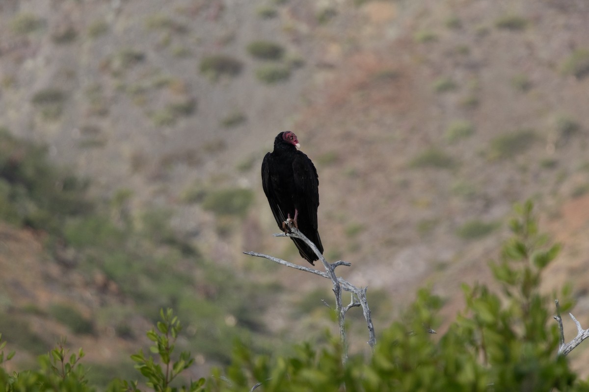 kalkunkondor - ML646299925